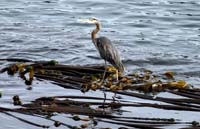 great blue heron on kelp