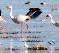 flamingos